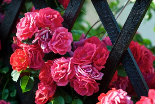 pink roses in full bloom - garden decoration stock pictures, royalty-free photos & images
