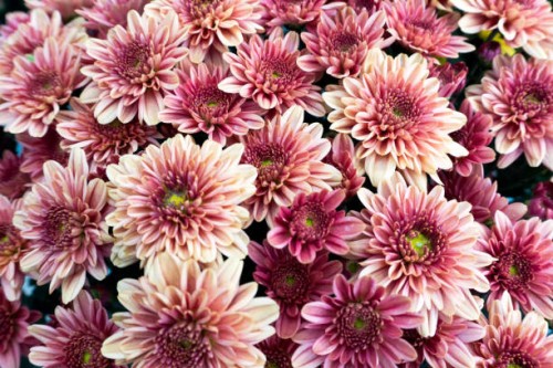 pinkish purplish chrysanthemum flower - garden decoration stock pictures, royalty-free photos & images