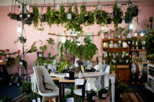 plant, flower and florist shop with natural growth, herbal therapy or eco friendly environment at store. empty room or interior with floral bushes, indoor garden or green herbs of organic products - garden decoration stock pi