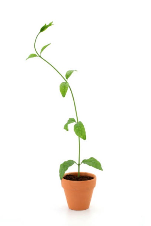 plant growing from small pot - garden decoration stock pictures, royalty-free photos & images