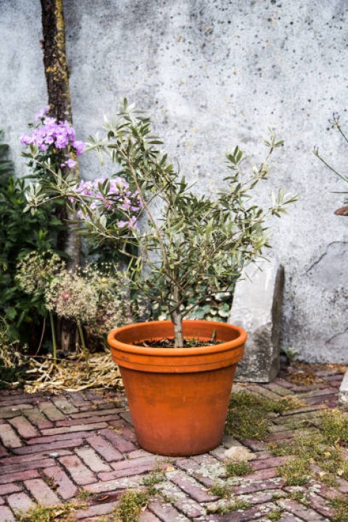 plant in container - garden decoration stock pictures, royalty-free photos & images
