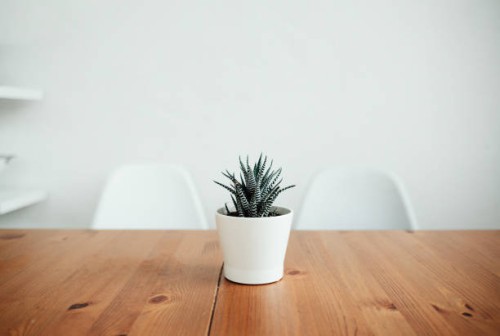 plant on the table - garden decoration stock-fotos und bilder