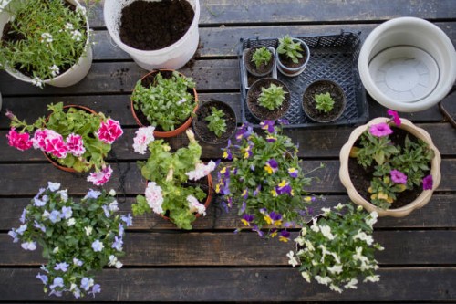 planting flowers - garden decoration photos et images de collection