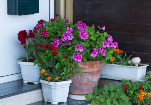 plants for the terrace - garden decoration stock pictures, royalty-free photos & images