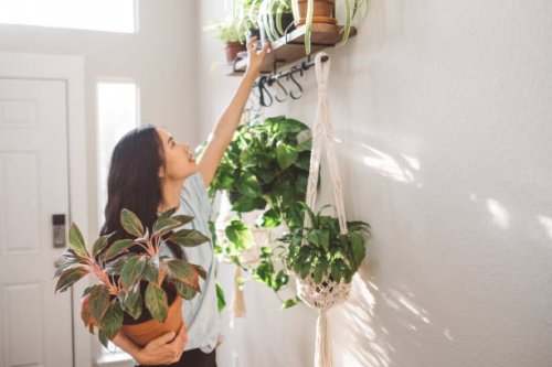 plants in my foyer - home decoration stock pictures, royalty-free photos & images