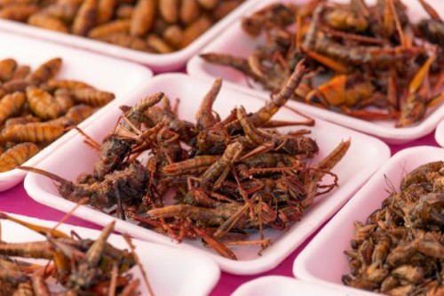 plates of insects for sale in market - food stock pictures, royalty-free photos & images