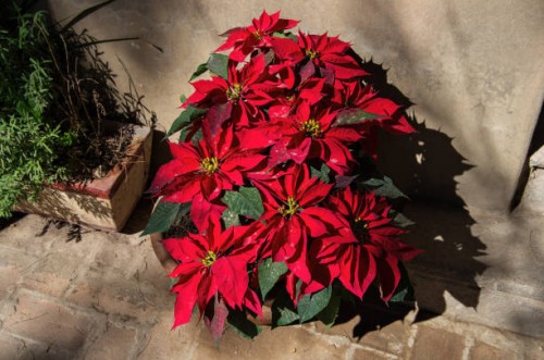 poinsettia in a pot against a sunny wall - garden decoration stock pictures, royalty-free photos & images