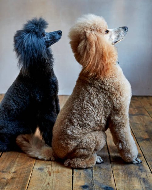 poodle - hairstyle stockfoto's en -beelden