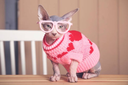 portrait of sphynx cat on table wearing pink pullover and funny glasses - fashion stock pictures, royalty-free photos & images