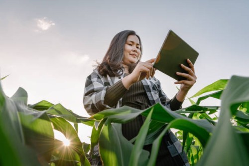 portrait of woman farmer with digital tablet while working at corn field. - food stock pictures, royalty-free photos & images