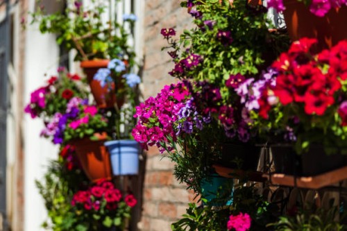 pot flowers on an italian street. space decoration. summer. the sun. - garden decoration stock pictures, royalty-free photos & images