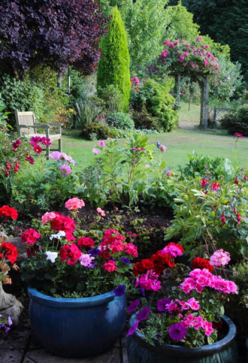 pots of geraniums, lawn & trees, english domestic garden. - garden decoration photos et images de collection