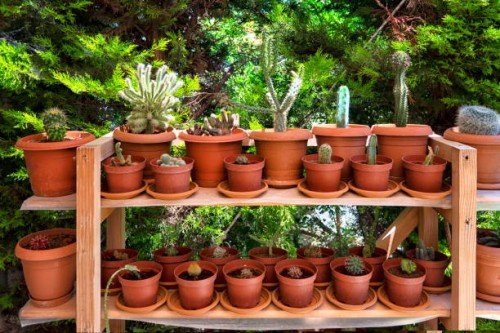 pots of succulent plants on shelves in a garden. - garden decoration stock pictures, royalty-free photos & images