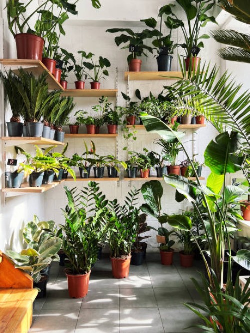 pots with fresh green plants in the flower shop - garden decoration stock pictures, royalty-free photos & images