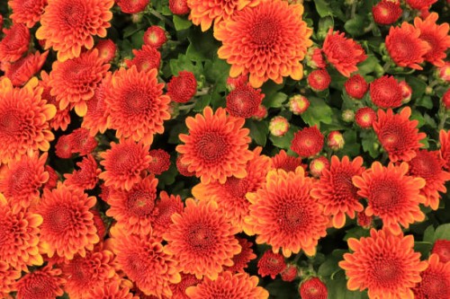 potted blooming orange chrysanthemum viewed directly from above - garden decoration stock pictures, royalty-free photos & images