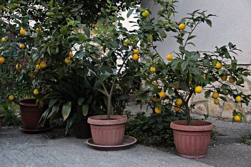 potted lemons in garden - garden decoration stock pictures, royalty-free photos & images