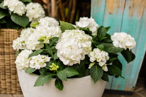 potted plant and flowers white hydrangea in a pot in front of the shop. floral decoration - garden decoration stock pictures, royalty-free photos & images