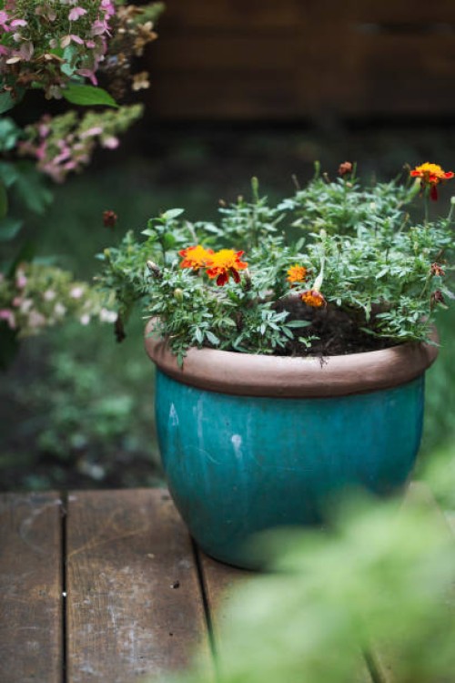 potted plant on the porch - garden decoration stock pictures, royalty-free photos & images