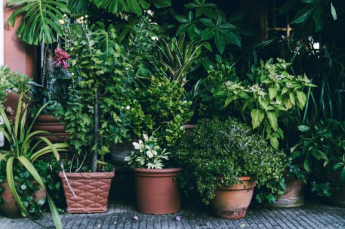 potted plants in back yard - garden decoration stock pictures, royalty-free photos & images