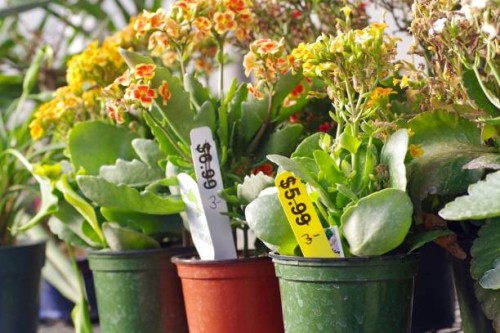 potted plants on sale - garden decoration stock pictures, royalty-free photos & images