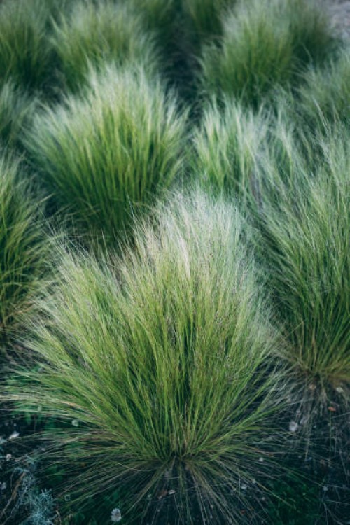 prairie dropseed - garden decoration stock pictures, royalty-free photos & images