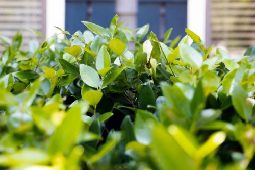 privet hedge - garden decoration stock pictures, royalty-free photos & images