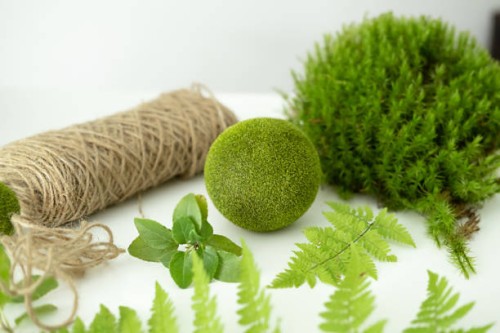 process of making kokedama. ball of earth covered with moss with planted plant. - garden decoration stockfoto's en -beelden