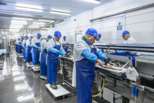 production line of workers filleting fish in factory - food stock pictures, royalty-free photos & images
