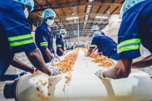 production line workers collecting freshly baked biscuits from the conveyor belt - food stock pictures, royalty-free photos & images