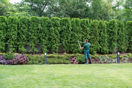 professional gardener trimming hedge. - garden decoration stock pictures, royalty-free photos & images