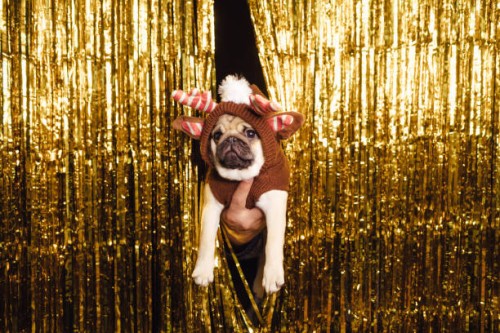 pug dressed as a christmas deer in new year's decor golden curtain on the background - home decoration stock pictures, royalty-free photos & images