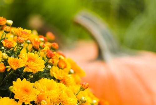 pumpkins and mums - iv - garden decoration stock pictures, royalty-free photos & images