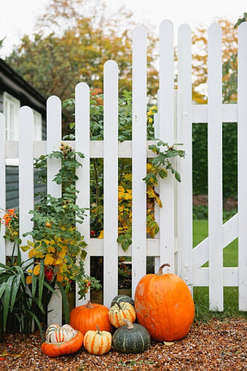 pumpkins decorate a white picket fence by a house - garden decoration stock pictures, royalty-free photos & images