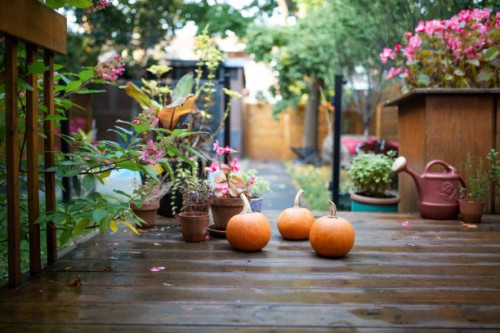 pumpkins in the backyard - garden decoration stock pictures, royalty-free photos & images