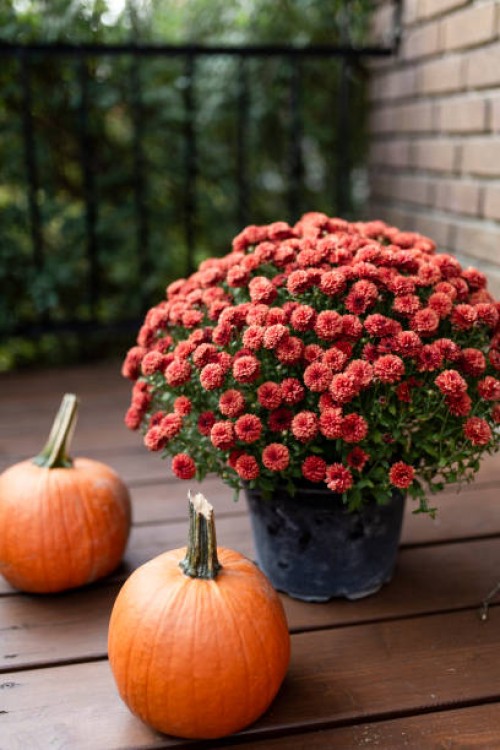 pumpkins on a porch - home decoration stock pictures, royalty-free photos & images