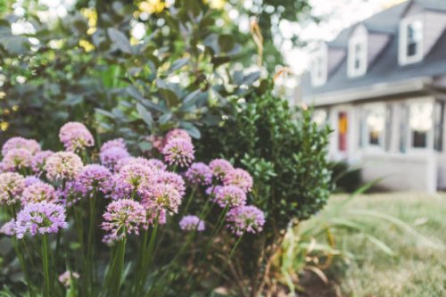 purple allium in front of a residential home. - garden decoration stock pictures, royalty-free photos & images