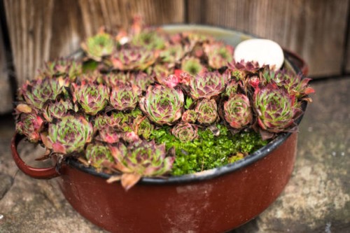 purple and green flowers in red bowl - garden decoration stock-fotos und bilder