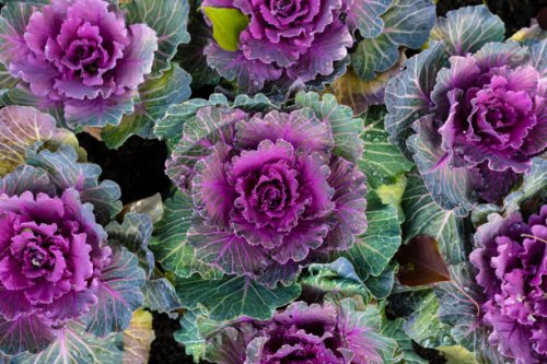 purple and white ornamental cabbage - garden decoration stock pictures, royalty-free photos & images