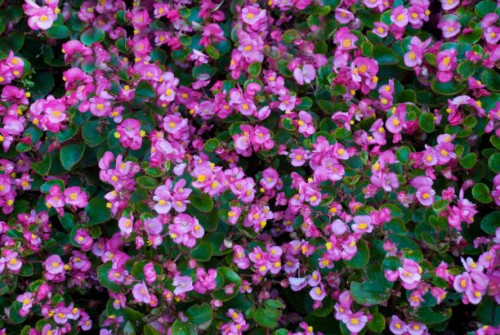 purple begonia covering textured background - garden decoration stock pictures, royalty-free photos & images