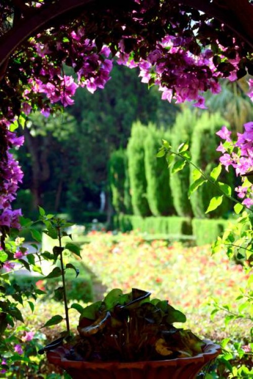 purple bougainvillea flowers - garden decoration stock pictures, royalty-free photos & images