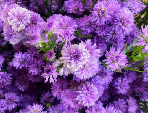 purple close up blue callistephus chinensis aster. - garden decoration stock pictures, royalty-free photos & images