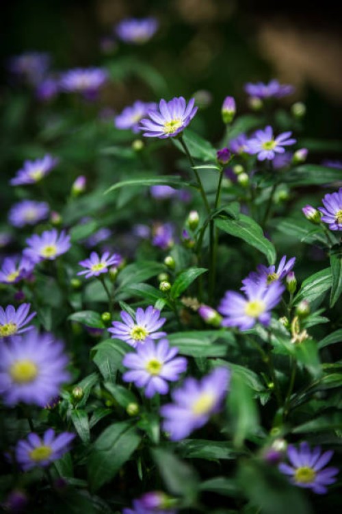 purple daisies - garden decoration stock pictures, royalty-free photos & images