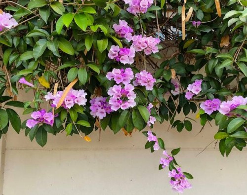 purple garlic vine. - garden decoration stock pictures, royalty-free photos & images