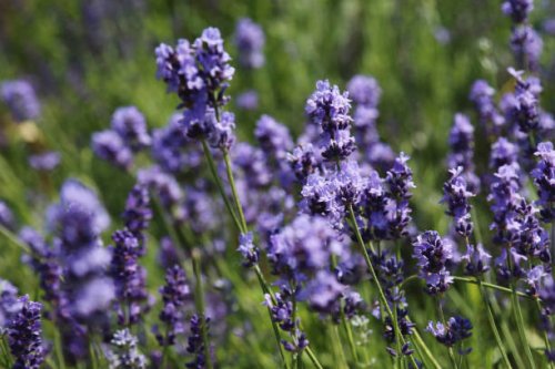 purple lavender flowers against blurred meadow background - garden decoration stock pictures, royalty-free photos & images