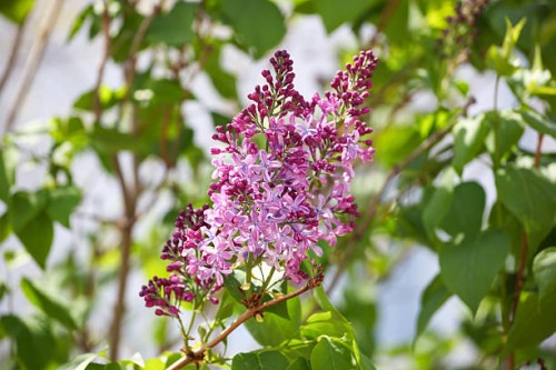 purple lilac (syringa vulgaris) - garden decoration stock pictures, royalty-free photos & images