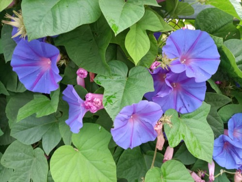 purple morning glory flowers (ipomoea indica) - garden decoration stock pictures, royalty-free photos & images
