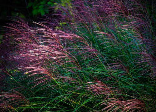 purple ornamental fountain grass - garden decoration stock pictures, royalty-free photos & images
