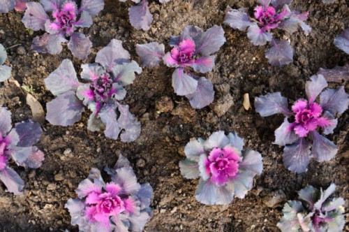 purple ornamental kale cabbage (brassica oleracea) growing in the garden - garden decoration stock pictures, royalty-free photos & images