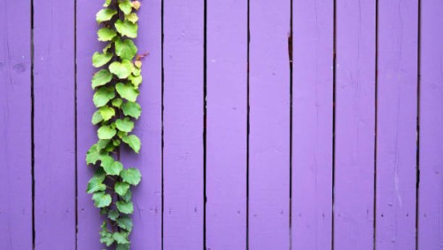 purple painted wooden palisade with ivy in montreal (canada) - garden decoration stock pictures, royalty-free photos & images
