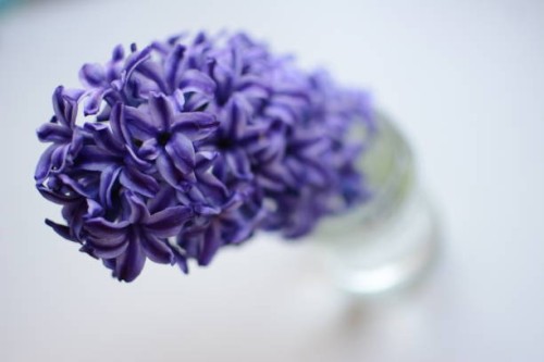 purple spring. - garden decoration stock pictures, royalty-free photos & images